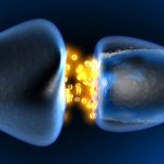Neurotransmission in the Synapse