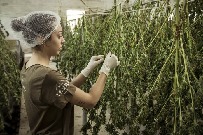 cannabis-4688511_1280