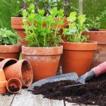 tropiart.pl-tropiart.pl-333-3484