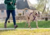 080-jak-wybrac-szelki-dla-psa-do-biegania-i-sportu.webp