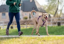 Jak wybrać szelki dla psa do biegania i sportu 080-jak-wybrac-szelki-dla-psa-do-biegania-i-sportu.webp